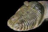 Aesthetic Association of Four Trilobites From Ofaten, Morocco #175055-10